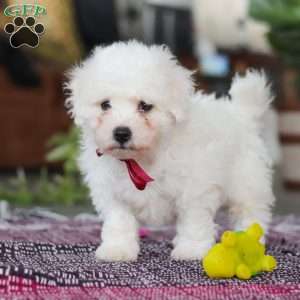 Rambo, Bichon Frise Puppy